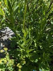 Kemulariella caucasica, photograph (c) Yuri Sofronov, some rights reserved (CC BY)