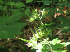 Geranium platyanthum