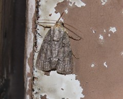 Acronicta retardata
