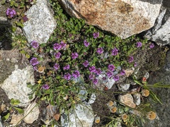 Thymus nummularius