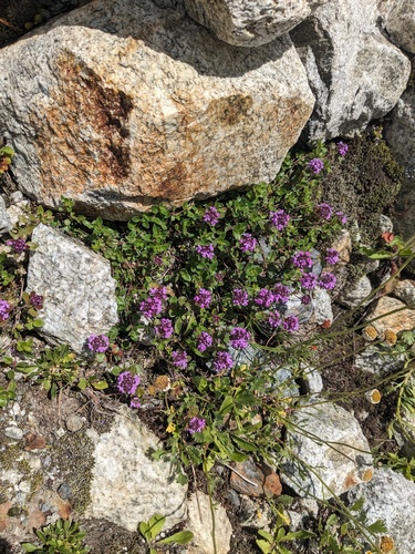 Thymus nummularius, photograph 1