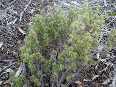 Brachyloma ericoides