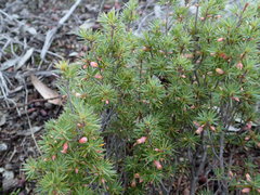 Brachyloma ericoides