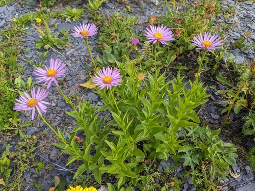 Kemulariella caucasica, photograph 3