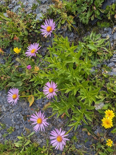 Kemulariella caucasica, photograph 4