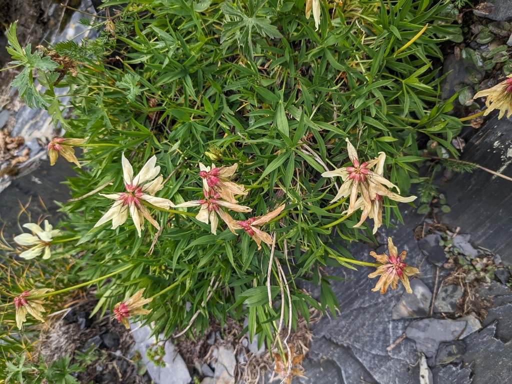 Trifolium polyphyllum; photograph (c) Yuri Sofronov, some rights reserved (CC BY)