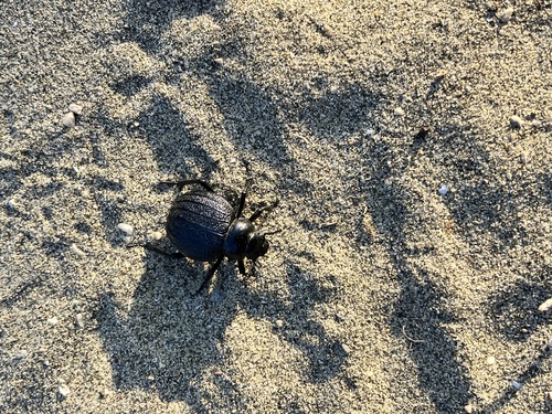 Pimelia bipunctata