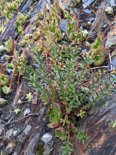 Hypericum orientale, photograph 5