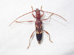 Coptocercus aberrans