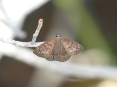 Ephyriades brunnea floridensis