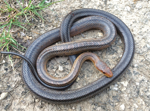 Baird's Ratsnake