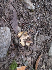 Pardosa pseudoannulata