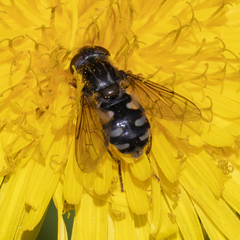 Parhelophilus rex