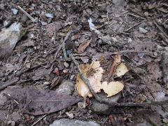 Pardosa pseudoannulata