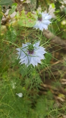 Nigella