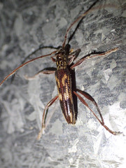 Coptocercus rubripes