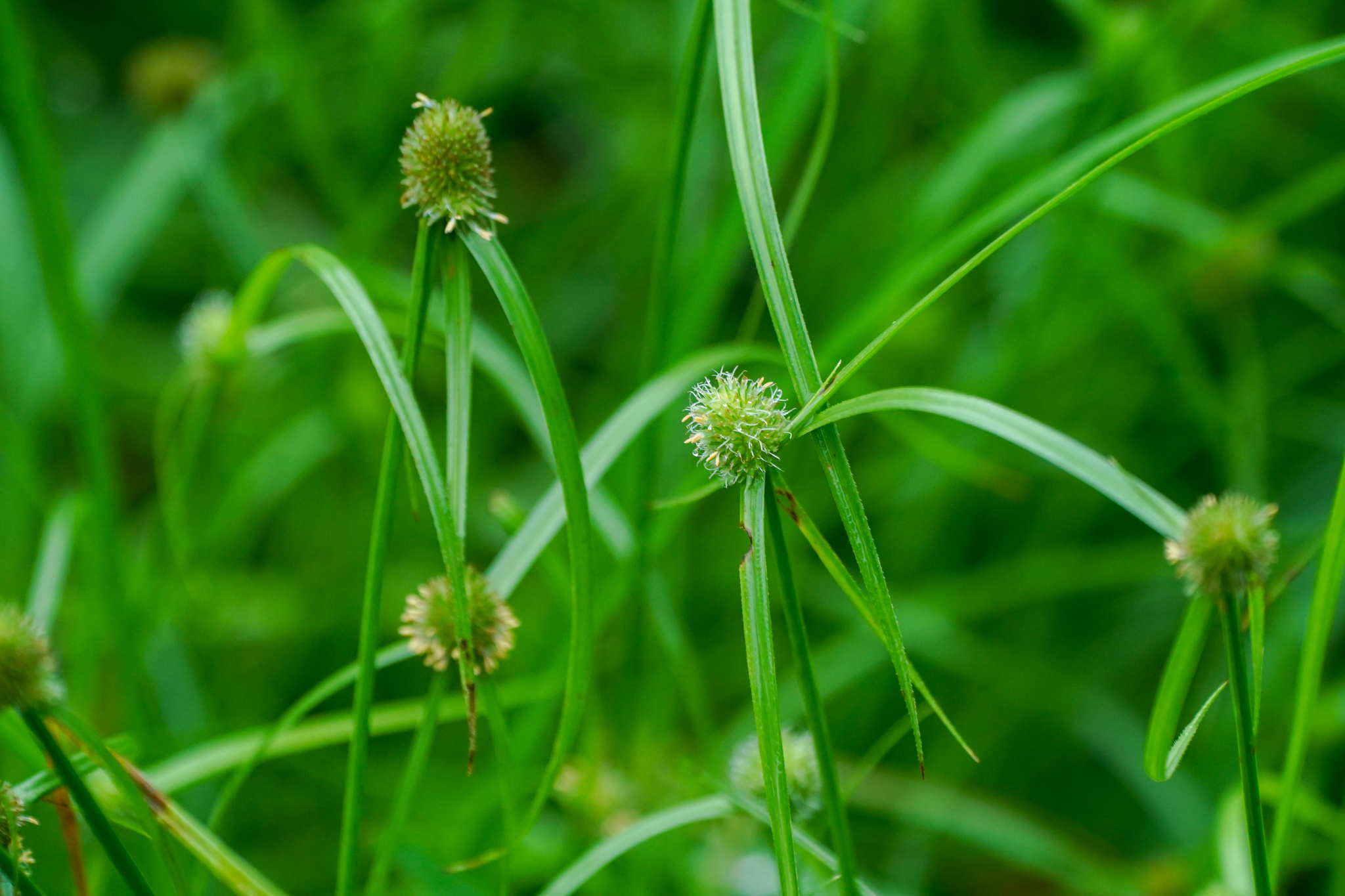 Cyperus brevifolioides
