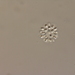 Radiocystis geminata - Photo (c) Nicolas Clercin, some rights reserved (CC BY-NC), uploaded by Nicolas Clercin