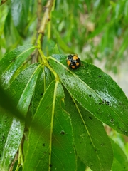 Harmonia axyridis