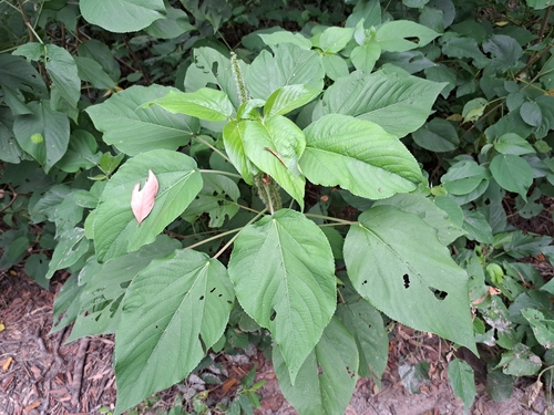 Acalypha angatensis (Acalypha angatensis)