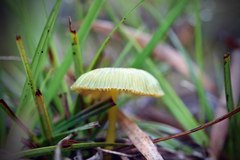 Entoloma rodwayi