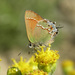 Mariposa Sedosa Verde de Sonora - Photo (c) Jerry Oldenettel, algunos derechos reservados (CC BY-NC-SA)