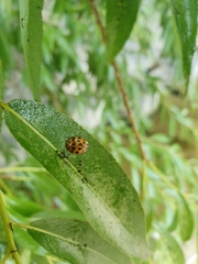 Harmonia axyridis