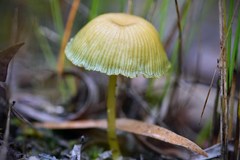 Entoloma rodwayi