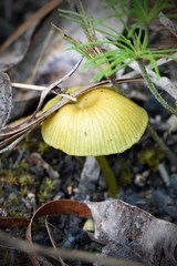 Entoloma rodwayi