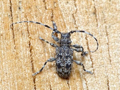 Aegomorphus clavipes