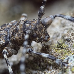 Aegomorphus clavipes