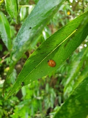 Harmonia axyridis