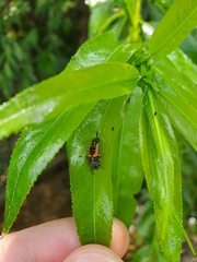 Harmonia axyridis