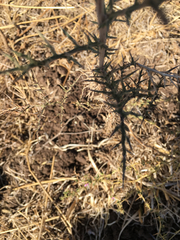 Echinops adenocaulos