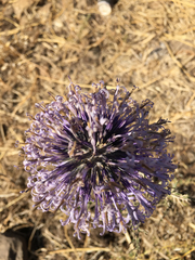 Echinops adenocaulos