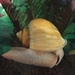Golden Mystery Snail - Photo (c) scribbles, some rights reserved (CC BY-NC)