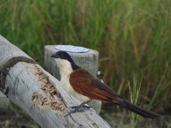 Centropus cupreicaudus