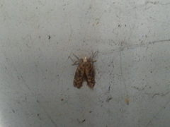 Scrobipalpa ocellatella