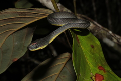 Black-Tailed Tree Snake photo 4