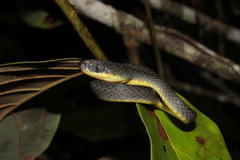 Black-Tailed Tree Snake photo 5