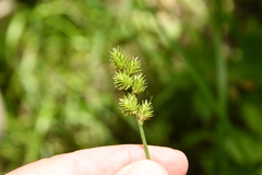 Carex cristatella