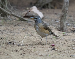 Turdus obscurus