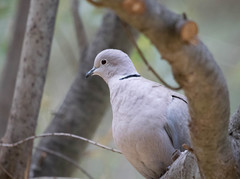 Streptopelia decaocto
