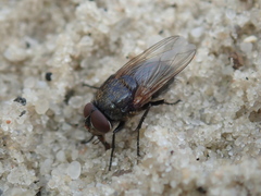 Pollenia amentaria