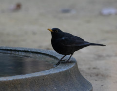 Turdus merula