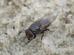 Pollenia amentaria