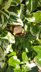 Vanessa atalanta