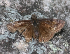 Erynnis lucilius