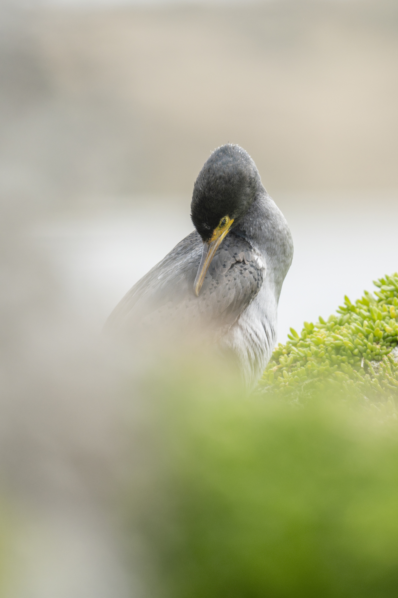 Pitt Island Shag illustration