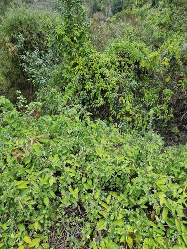 Image of Convolvulus canariensis by (c) Vítor Jorge, some rights reserved (CC BY)